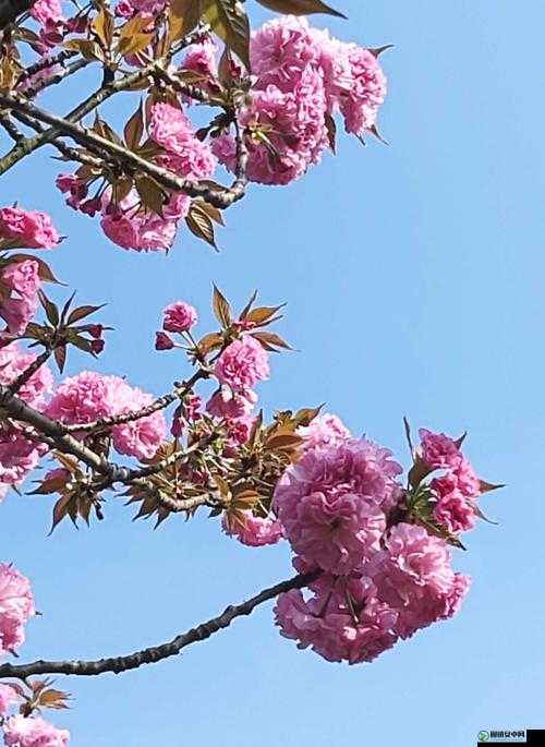 病勤楼栋 1-12 樱花未增减之独特景象呈现